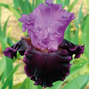 Iris 'Dangerous Liaison', Tall Bearded Iris 'Dangerous Liaison', Iris Germanica 'Dangerous Liaison', Late Midseason Irises, Bicolor irises, Award Irises, Purple Irises