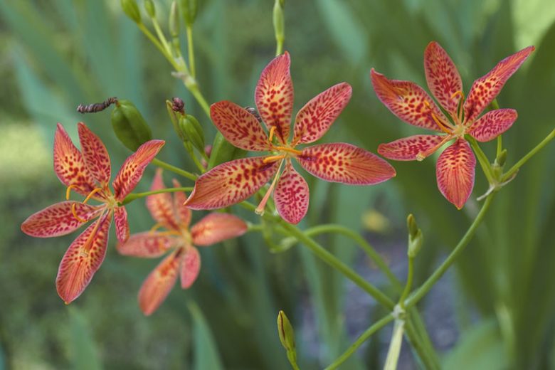 Iris domestica, Blackberry Lily, Belamcanda chinensis, Belamcanda chinensis 'Leopard Lily', Belamcanda chinensis var. curtata, Belamcanda flabellata, Orange Iris