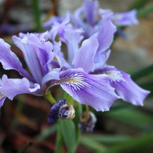 Iris douglasiana, Douglas Iris, Mountain Iris, Western Iris