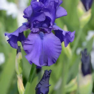 Iris 'Dusky Challenger', Tall Bearded Iris 'Dusky Challenger', Iris Germanica 'Dusky Challenger', Mid Late Season Irises, Dark irises, Award Irises, Purple Irises
