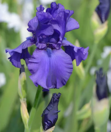 Iris 'Dusky Challenger', Tall Bearded Iris 'Dusky Challenger', Iris Germanica 'Dusky Challenger', Mid Late Season Irises, Dark irises, Award Irises, Purple Irises