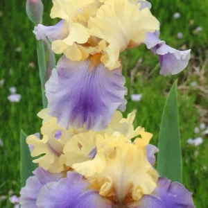 Iris 'Edith Wolford', Tall Bearded Iris 'Edith Wolford', Iris Germanica 'Edith Wolford', Mid Season Irises, Blue irises, Award Irises, Bicolor Irises, Yellow Irises