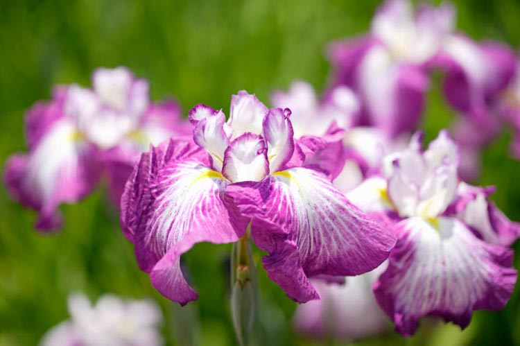 Japanese Iris Agripinella, Japanese Flag Agripinella, Japanese Water Iris Agripinella, Iris kaempferi Agripinella, Rose Japanese Iris, Best Japanese irises, Pink Japanese Irises