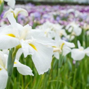 Japanese Iris Alpine Majesty, Japanese Flag Alpine Majesty, Japanese Water Iris Alpine Majesty, Iris kaempferi Alpine Majesty, White Japanese Iris, Best Japanese irises
