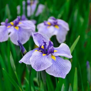 Iris Ensata 'Blue Spritz',Japanese Iris 'Blue Spritz', Japanese Flag 'Blue Spritz', Japanese Water Iris 'Blue Spritz', Sword-Leaved Iris 'Blue Spritz', Iris kaempferi 'Blue Spritz', Blue Iris, Flowers for wet soils, Plants for wet soils, Best Japanese Iris