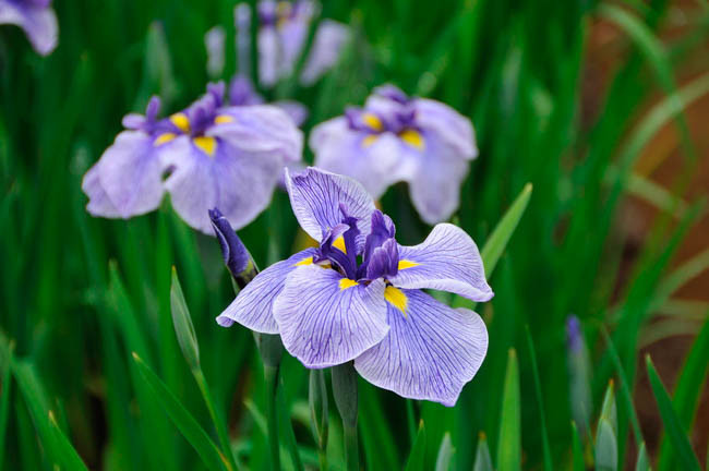 Iris Ensata 'Blue Spritz',Japanese Iris 'Blue Spritz', Japanese Flag 'Blue Spritz', Japanese Water Iris 'Blue Spritz', Sword-Leaved Iris 'Blue Spritz', Iris kaempferi 'Blue Spritz', Blue Iris, Flowers for wet soils, Plants for wet soils, Best Japanese Iris