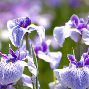 Japanese Iris Carol Johnson, Japanese Flag Carol Johnson, Japanese Water Iris Carol Johnson, Iris kaempferi Carol Johnson, Purple Japanese Iris, Best Japanese irises, White Japanese Irises
