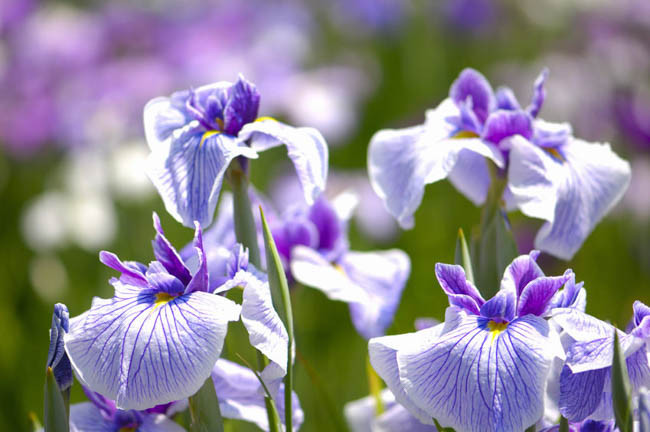 Japanese Iris Carol Johnson, Japanese Flag Carol Johnson, Japanese Water Iris Carol Johnson, Iris kaempferi Carol Johnson, Purple Japanese Iris, Best Japanese irises, White Japanese Irises