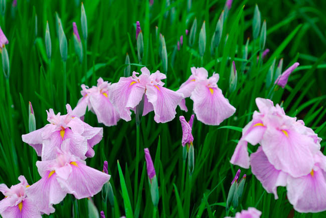 Iris Ensata 'Coho',Japanese Iris 'Coho', Japanese Flag 'Coho', Japanese Water Iris 'Coho', Sword-Leaved Iris 'Coho', Iris kaempferi 'Coho', Pink Iris, Flowers for wet soils, Plants for wet soils, Best Japanese Iris