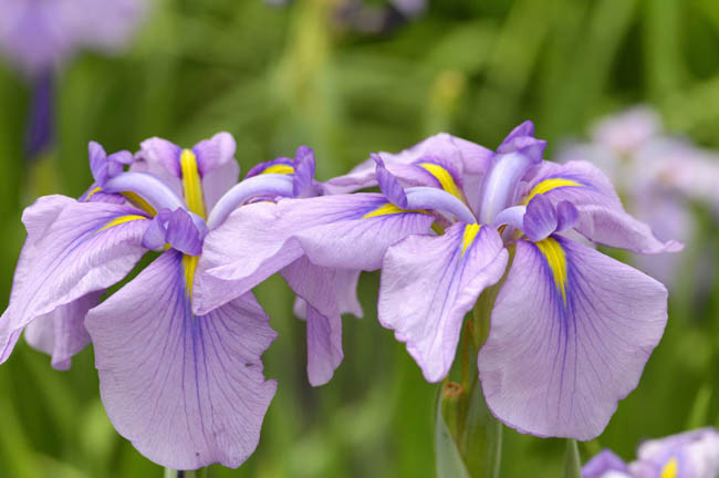 Japanese Iris Magic Opal, Japanese Flag Magic Opal, Japanese Water Iris Magic Opal, Iris kaempferi Magic Opal, Pink Japanese Iris, Best Japanese irises, Lavender Japanese Irises