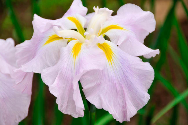 Japanese Iris Pink Frost, Japanese Flag Pink Frost, Japanese Water Iris Pink Frost, Iris kaempferi Pink Frost, Pink Japanese Iris, Best Japanese irises