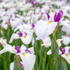 Japanese Iris Queen's Tiara, Japanese Flag Queen's Tiara, Japanese Water Iris Queen's Tiara, Iris kaempferi Queen's Tiara, White Japanese Iris, Best Japanese irises