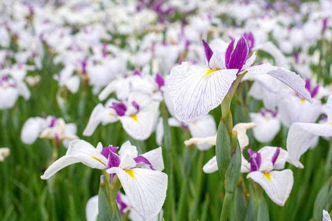 Japanese Iris Queen's Tiara, Japanese Flag Queen's Tiara, Japanese Water Iris Queen's Tiara, Iris kaempferi Queen's Tiara, White Japanese Iris, Best Japanese irises