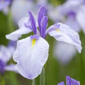 Japanese Iris Returning Tide, Japanese Flag Returning Tide, Japanese Water Iris Returning Tide, Iris ensata Returning Tide, White Japanese Iris, Best Japanese Irises, Flowers for wet soils, Plants for wet soils, Best Japanese Iris