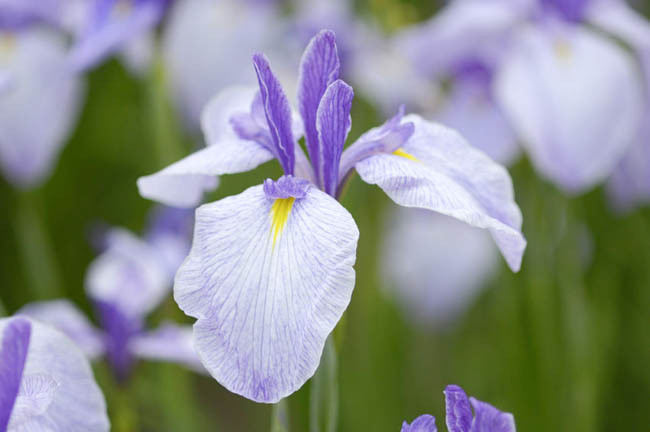Japanese Iris Returning Tide, Japanese Flag Returning Tide, Japanese Water Iris Returning Tide, Iris ensata Returning Tide, White Japanese Iris, Best Japanese Irises, Flowers for wet soils, Plants for wet soils, Best Japanese Iris
