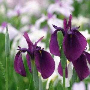 Japanese Iris Variegata, Japanese Flag Variegata, Japanese Water Iris Variegata, Iris ensata Variegata, Iris Ensata Silverband,Japanese Iris Silverband, Japanese Flag Silverband, Japanese Water Iris Silverband, Sword-Leaved Iris Silverband, Iris kaempferi Silverband, Red Iris, Flowers for wet soils, Plants for wet soils, Best Japanese Iris