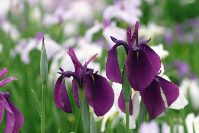 Japanese Iris Variegata, Japanese Flag Variegata, Japanese Water Iris Variegata, Iris ensata Variegata, Iris Ensata Silverband,Japanese Iris Silverband, Japanese Flag Silverband, Japanese Water Iris Silverband, Sword-Leaved Iris Silverband, Iris kaempferi Silverband, Red Iris, Flowers for wet soils, Plants for wet soils, Best Japanese Iris