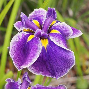 Japanese Iris Crystal Halo, Japanese Iris 'Crystal Halo', Japanese Flag 'Crystal Halo', Japanese Water Iris 'Crystal Halo', Sword-Leaved Iris 'Crystal Halo', , Purple Japanese Iris, Best Japanese irises