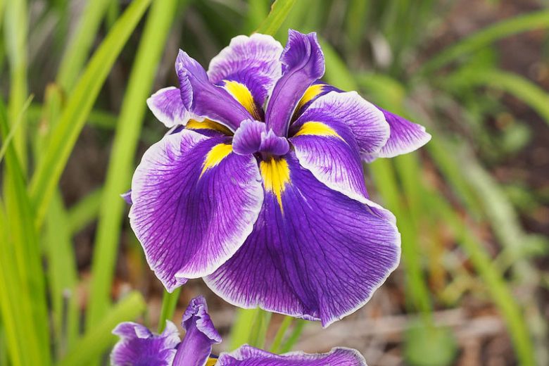 Japanese Iris Crystal Halo, Japanese Iris 'Crystal Halo', Japanese Flag 'Crystal Halo', Japanese Water Iris 'Crystal Halo', Sword-Leaved Iris 'Crystal Halo', , Purple Japanese Iris, Best Japanese irises