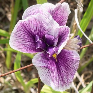Japanese Iris Flashing Koi, Japanese Iris 'Flashing Koi', Japanese Flag 'Flashing Koi', Japanese Water Iris 'Flashing Koi', Sword-Leaved Iris 'Flashing Koi', Midseason Irises , Purple Japanese Iris, Best Japanese irises