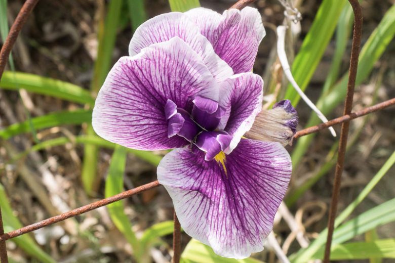 Japanese Iris Flashing Koi, Japanese Iris 'Flashing Koi', Japanese Flag 'Flashing Koi', Japanese Water Iris 'Flashing Koi', Sword-Leaved Iris 'Flashing Koi', Midseason Irises , Purple Japanese Iris, Best Japanese irises