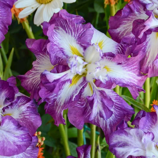 Iris Ensata 'Lion King',Japanese Iris 'Lion King', Japanese Flag 'Lion King', Japanese Water Iris 'Lion King', Sword-Leaved Iris 'Lion King',' Bicolored Iris, Flowers for wet soils, Plants for wet soils, Best Japanese Iris