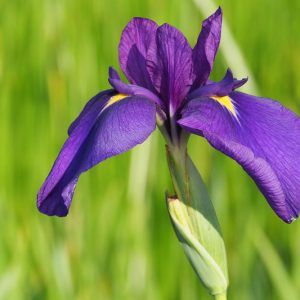 Iris Ensata var. spontanea, Japanese Water Iris, Iris kaempferi var. spontanea', Purple Iris, Flowers for wet soils, Plants for wet soils, Best Japanese Iris