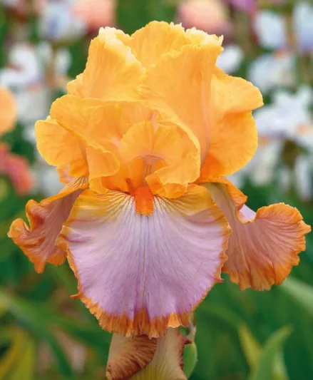 Iris 'Grand Canyon Sunset', Tall Bearded Iris 'Grand Canyon Sunset', Iris Germanica 'Grand Canyon Sunset', Midseason Irises, Bicolor irises, Award Irises, orange Irises