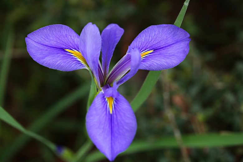 Iris hexagona, Dixie Iris, Carolina Iris, Water Iris, Bog Iris, Iris for Ponds, Perennial for wet soil, Perennial for poorly drained soils, Blue Iris, Lavender Iris