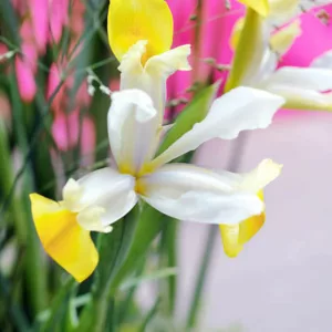 Iris Hollandica, Dutch Iris, Mid spring blooms, Late spring blooms, Iris Apollo, White Iris