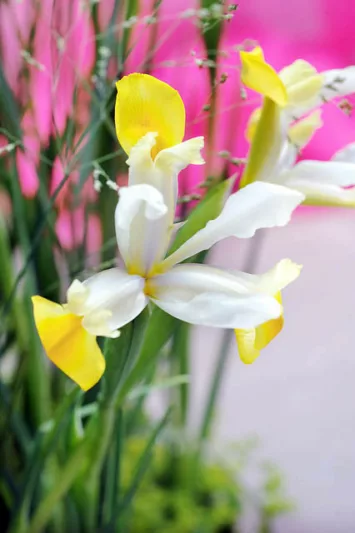 Iris Hollandica, Dutch Iris, Mid spring blooms, Late spring blooms, Iris Apollo, White Iris