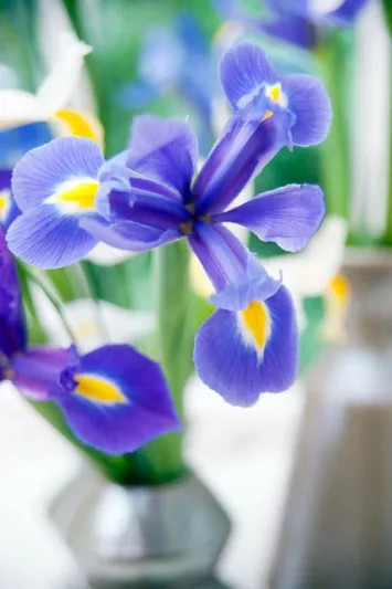 Iris Hollandica, Dutch Iris, Mid spring blooms, Late spring blooms, Early summer blooms, Iris Blue Magic, Blue Iris