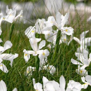 Iris Hollandica, Dutch Iris, Late spring blooms, Early summer blooms, Iris Casablanca, White Iris, White dutch iris