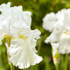 Iris Immortality growing information, Bearded iris 'Immortality growing information, Iris Germanica Immortality, Reblooming irises, Fragrant irises, White irises, Award Irises