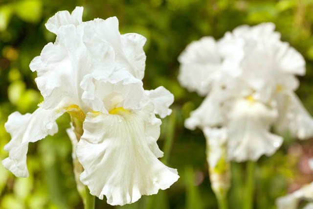 Iris Immortality growing information, Bearded iris 'Immortality growing information, Iris Germanica Immortality, Reblooming irises, Fragrant irises, White irises, Award Irises