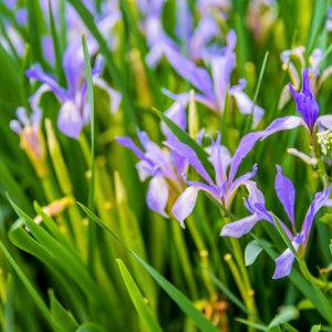 Iris lactea, White-flowered iris, Milky Iris, White-flowered Chinese Iris, Blue Flowers, Blue Iris, White Iris