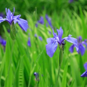 Iris Laevigata, Water Iris, Rabbit-Ear Iris, Japanese Iris, Smooth Iris, Iris for Ponds, Perennial for wet soil, Perennial for poorly drained soils, Purple Flowers