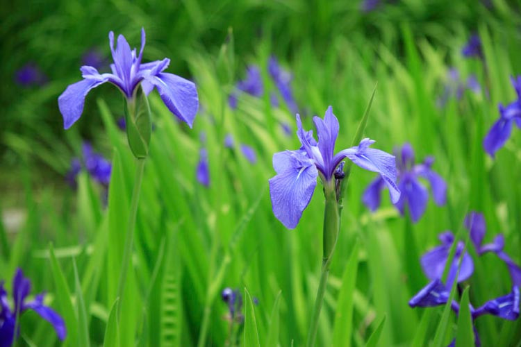Iris Laevigata, Water Iris, Rabbit-Ear Iris, Japanese Iris, Smooth Iris, Iris for Ponds, Perennial for wet soil, Perennial for poorly drained soils, Purple Flowers