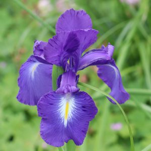 Iris latifolia, English Iris, Iris anglica, Iris argentea, Iris cepifolia, Iris pyrenaica, Iris xiphioides, Purple Flowers, Purple Iris, Blue Iris
