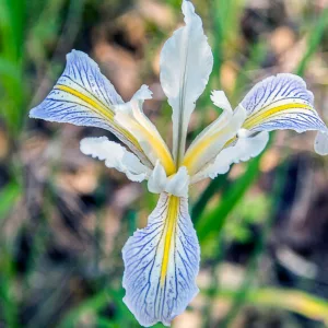 Iris macrosiphon, Long Tubed Iris, Bowltube Iris, Ground Iris, Iris amabilis, Iris californica, California Native Plants, California Native Perennials