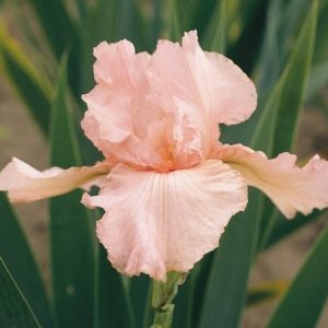 Iris Pink Attraction growing information, Bearded iris Pink Attraction growing information, Iris Germanica Pink Attraction, Reblooming irises, Fragrant irises, Pink irises