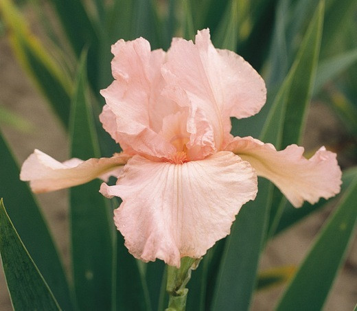 Iris Pink Attraction growing information, Bearded iris Pink Attraction growing information, Iris Germanica Pink Attraction, Reblooming irises, Fragrant irises, Pink irises