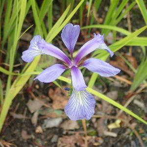 Iris prismatica, Slender Blue Iris, Slender Blue Flag, Coastal Iris, Iris carolina, Iris prismatica var. austrina , Iris for Ponds, Perennial for wet soil, Perennial for poorly drained soils, Purple Flowers