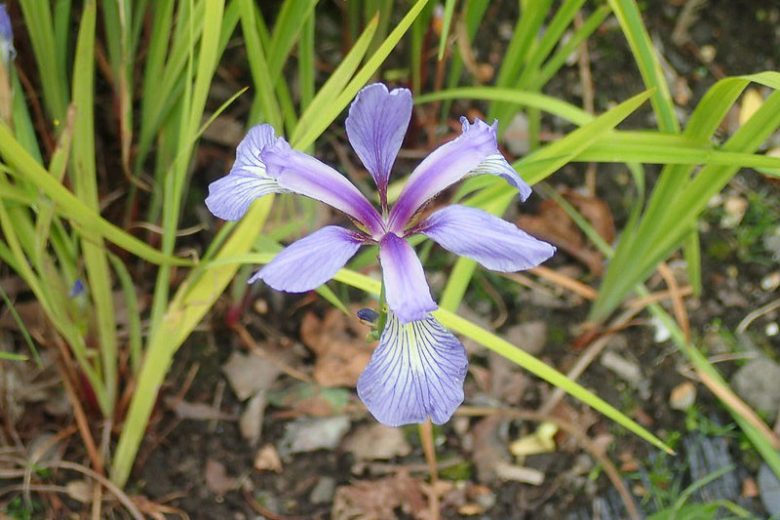 Iris prismatica, Slender Blue Iris, Slender Blue Flag, Coastal Iris, Iris carolina, Iris prismatica var. austrina , Iris for Ponds, Perennial for wet soil, Perennial for poorly drained soils, Purple Flowers
