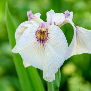 Iris pseudata 'Tsukiyono', Iris pseudacorus, Iris ensata, Orange Iris, Flowers for wet soils, Plants for wet soils, Best Japanese Iris