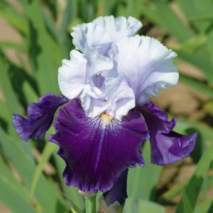 Iris 'Royal Storm' , Tall Bearded Iris 'Royal Storm', Iris Germanica 'Royal Storm', Mid Season Irises, Purple irises, Award Irises, Bicolor Irises, White Irises