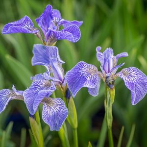 Iris setosa, Bristle-Pointed Iris, Beachhead Iris, Beach-head Iris, Wild Flag Iris, Alaska Iris, Iris versicolor 'Blue Light', Water Iris, Iris for Ponds, Perennial for wet soil, Perennial for poorly drained soils, Purple Flowers