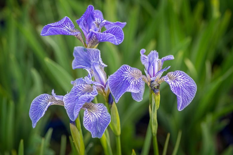 Iris setosa, Bristle-Pointed Iris, Beachhead Iris, Beach-head Iris, Wild Flag Iris, Alaska Iris, Iris versicolor 'Blue Light', Water Iris, Iris for Ponds, Perennial for wet soil, Perennial for poorly drained soils, Purple Flowers