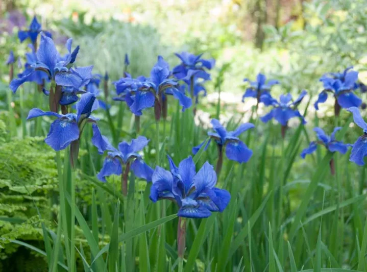 Siberian Iris Blue Moon, Iris Sibirica Blue Moon, Siberian flag Blue Moon, blue flowers, blue siberian iris, blue iris