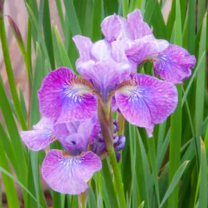Siberian Iris Granny Jean, Iris Siberica Granny Jean, Siberian flag Strawberry Granny Jean, Iris Granny Jean, Purple Iris, Purple Siberian iris, Purple flowers